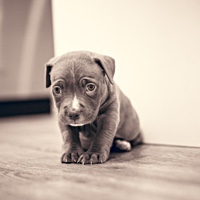 The place for jazz polls and surveys