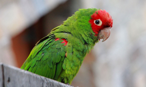 Jazz article: Anniversary